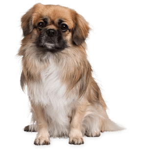 cute dog free img - Hizmetlerimiz