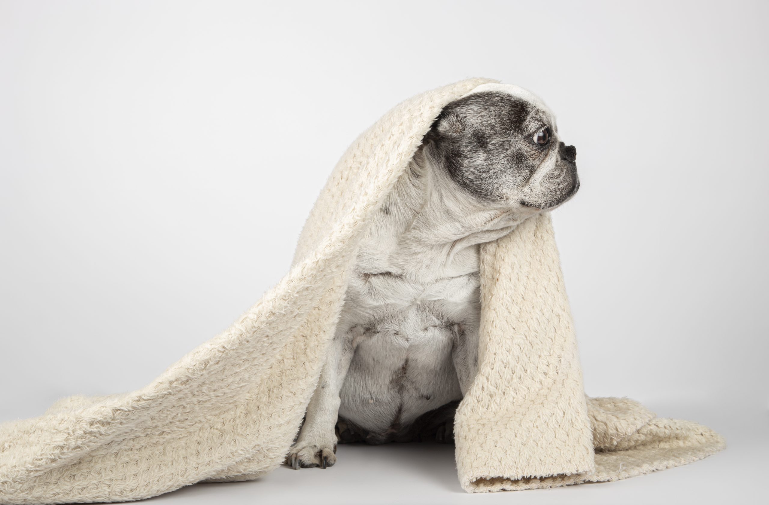 Aromaterapi Masajı french bulldog wrapped blanket sitting looking off side white background scaled - Aromaterapi Masajı