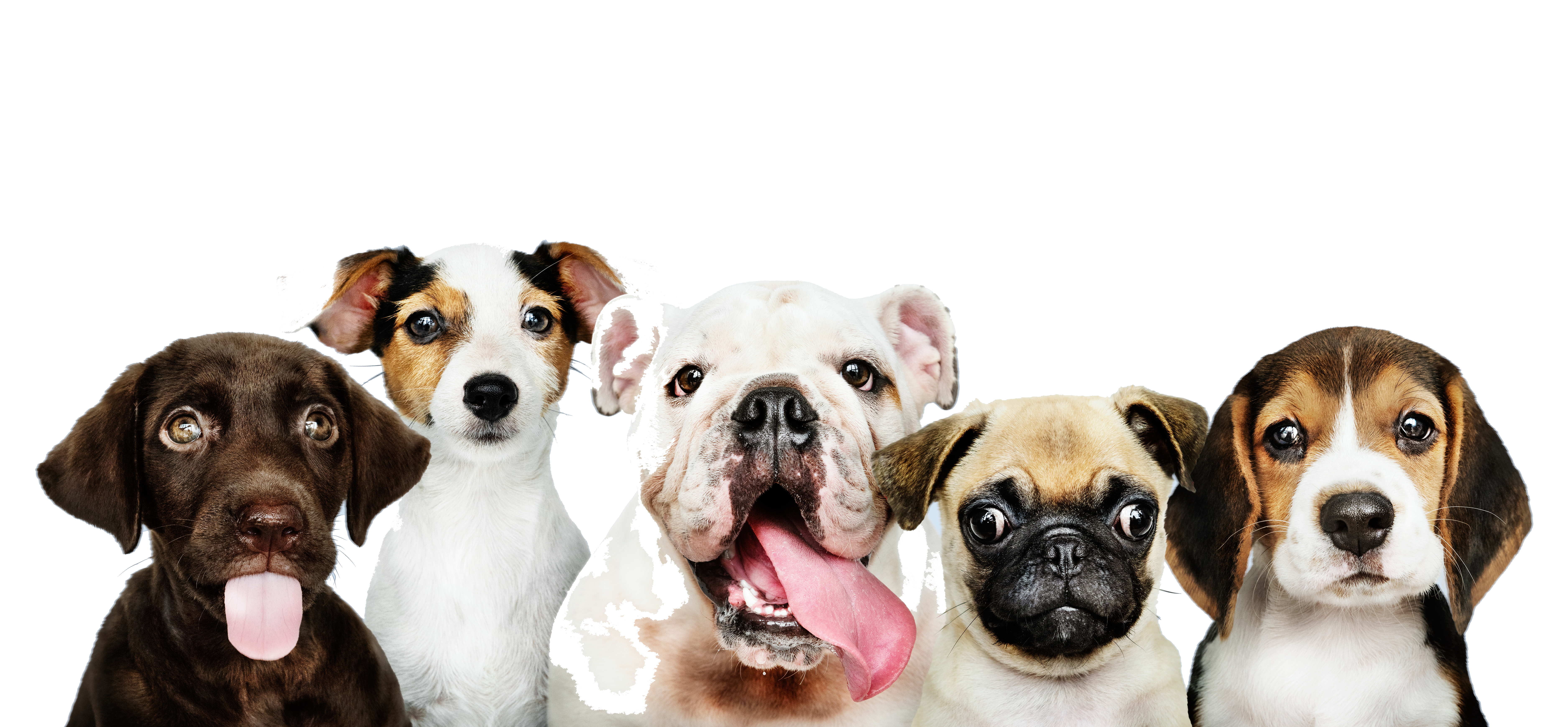 Aromaterapi Masajı group portrait adorable puppies - Aromaterapi Masajı