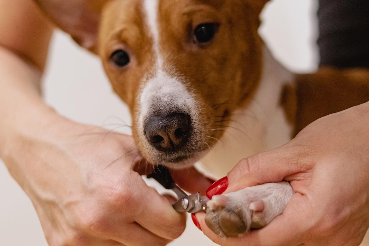 nail clipping, pet grooming, dog-6926857.jpg nail clipping, pet grooming, dog-6926857.jpg