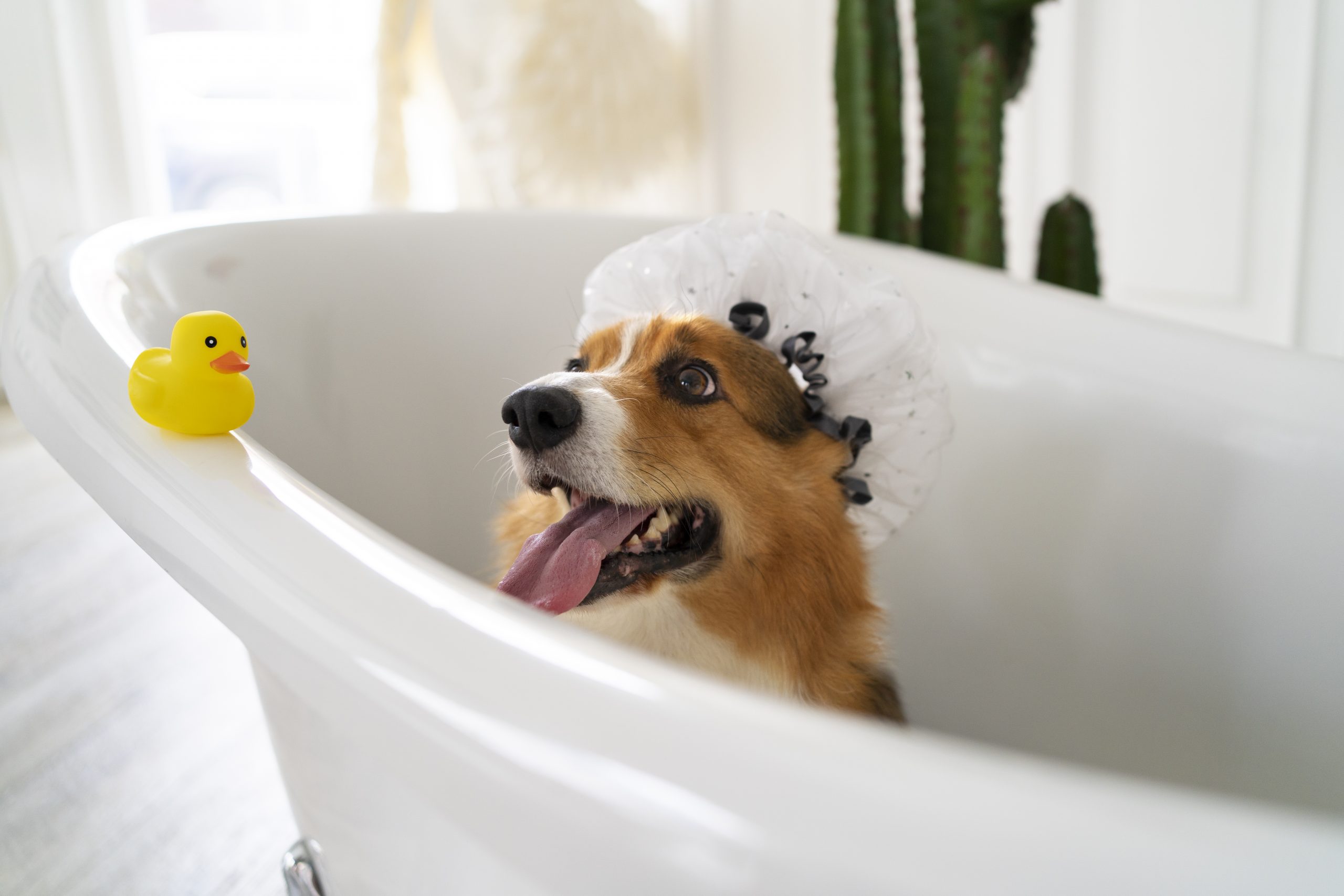 washing pet dog home scaled - Banyo