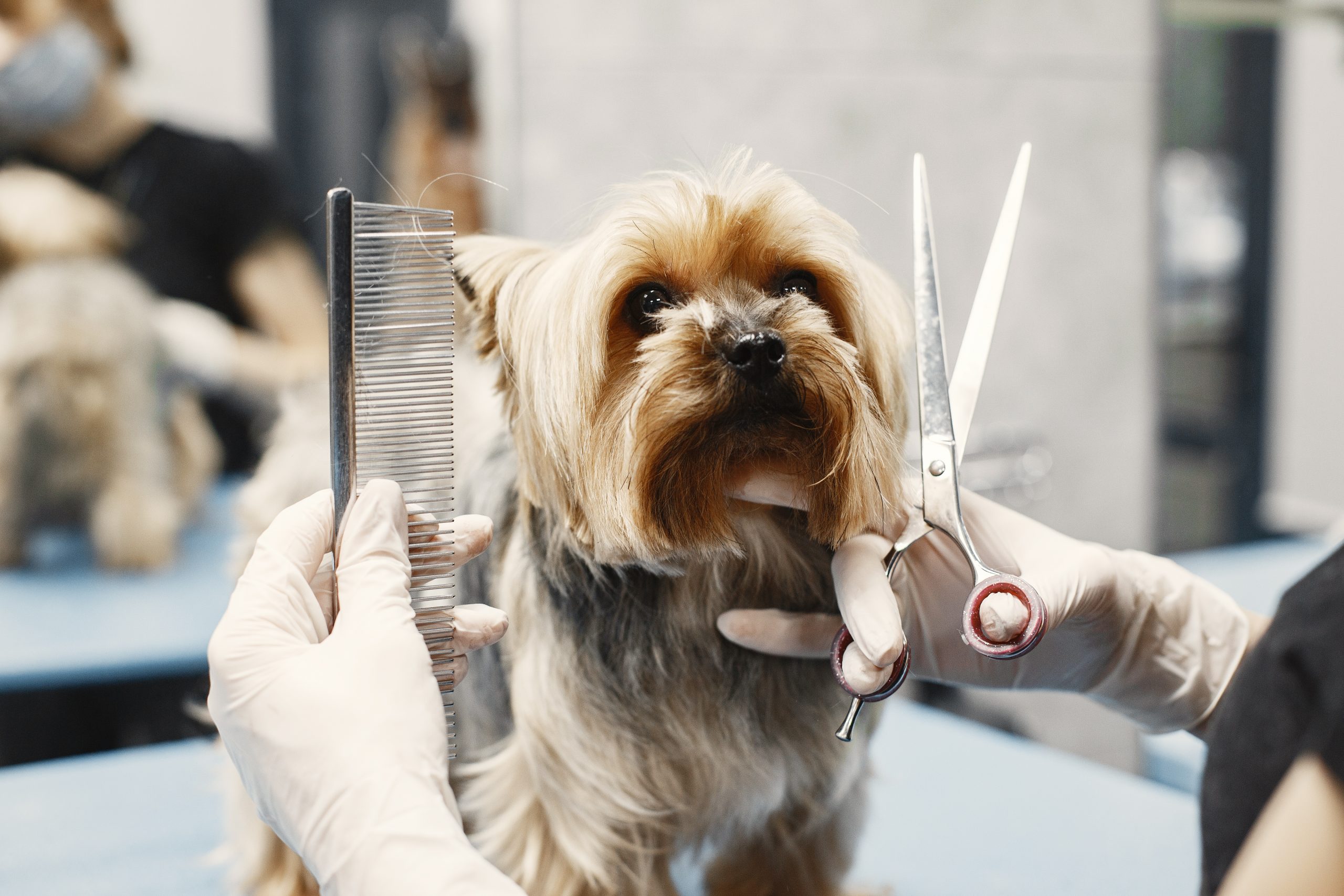 Makas Makine Tıraşı woman shears dog dog sitting couch breed yorkshire terrier scaled - Makas Makine Tıraşı